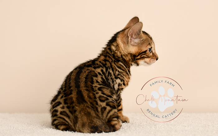 Bengal kitten for sale